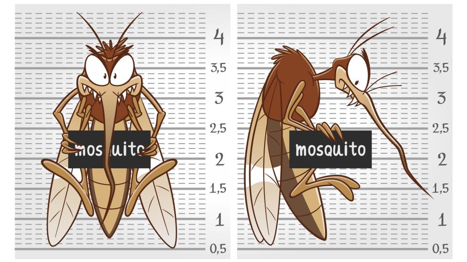 Why Mosquito Control Begins in Early Spring