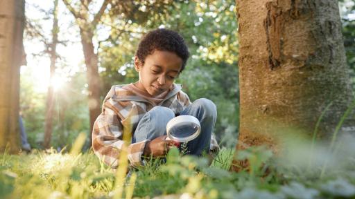 Beneath the Mulch: A Root Health Check at Home