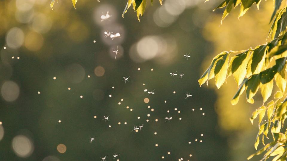 Georgia Spring Pests Can Take Over Fast