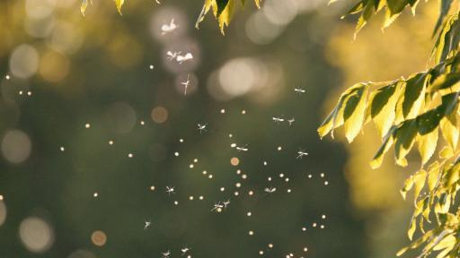 Georgia Spring Pests Can Take Over Fast