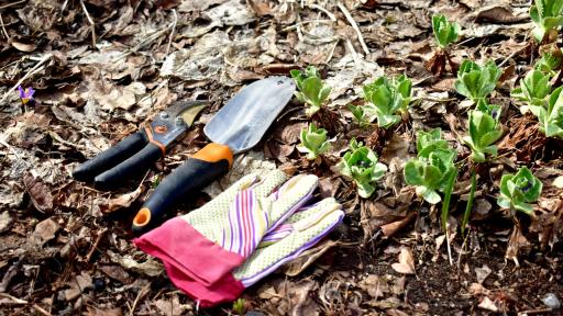 Spring Landscaping Tips for a Fresh Start