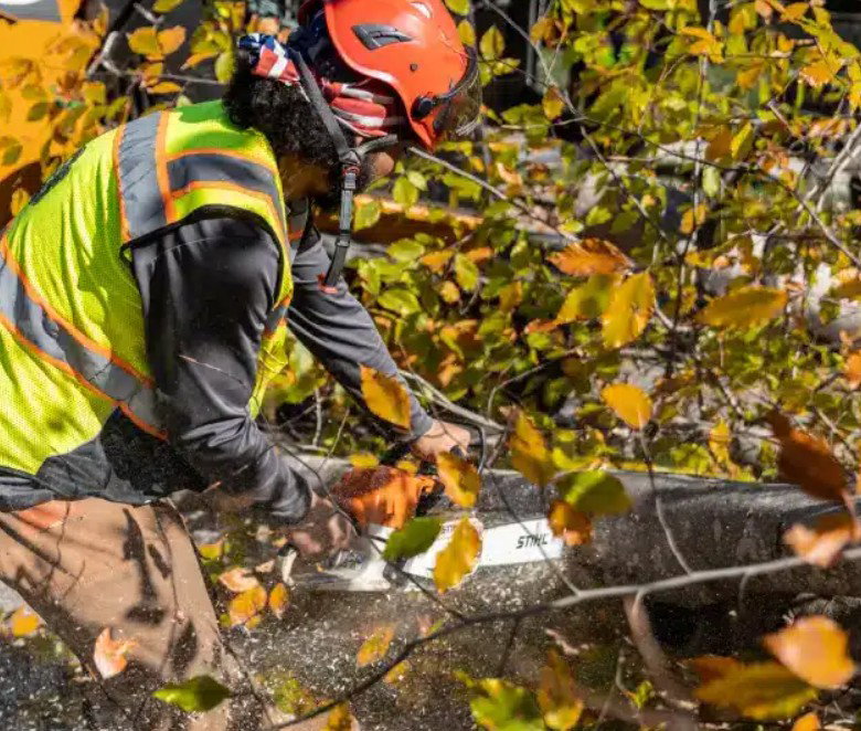 Top Tier Trees photo