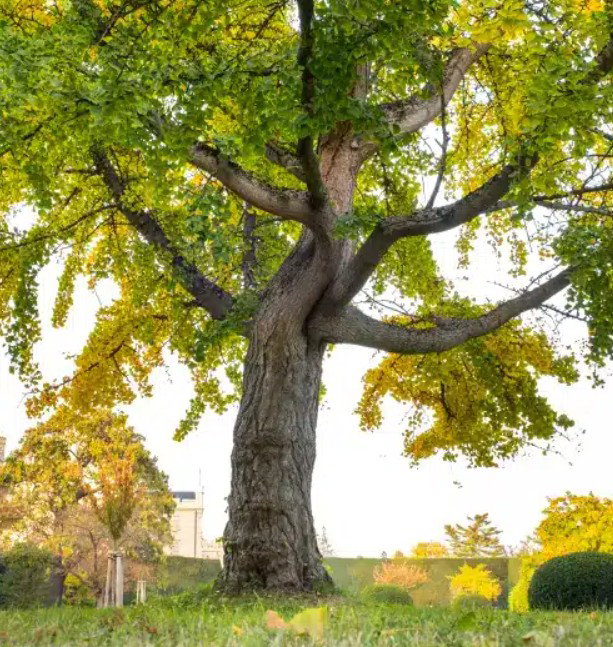 Top Tier Trees photo