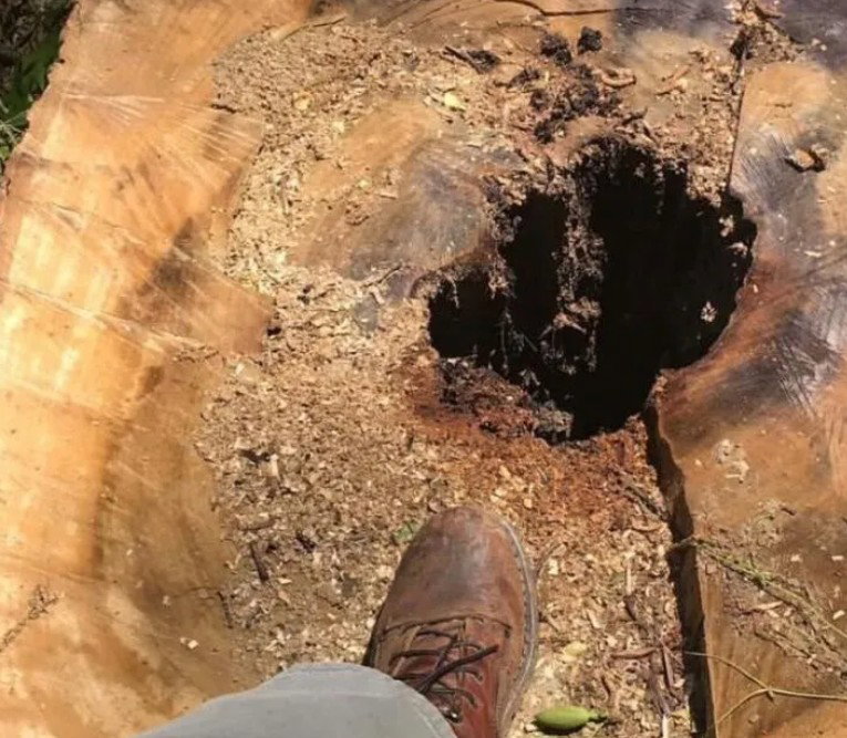 Top Tier Stump Grinding photo