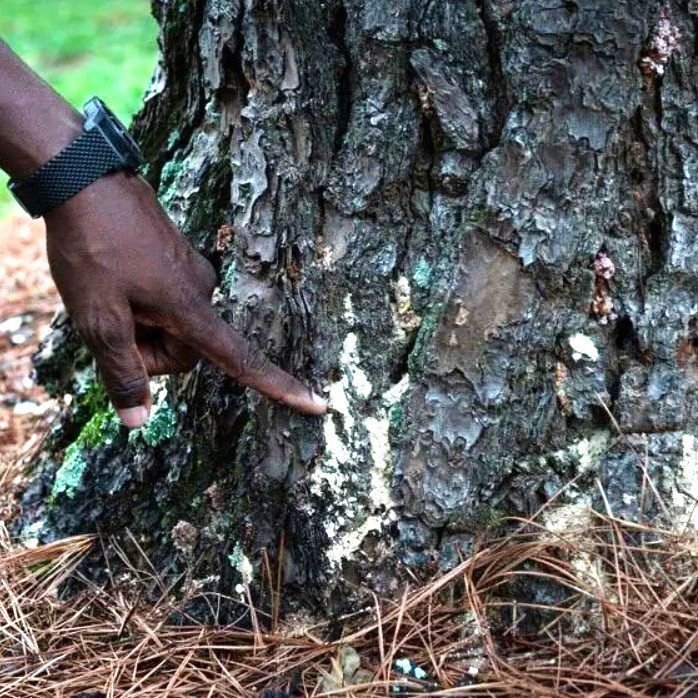 Top Tier Stump Grinding photo