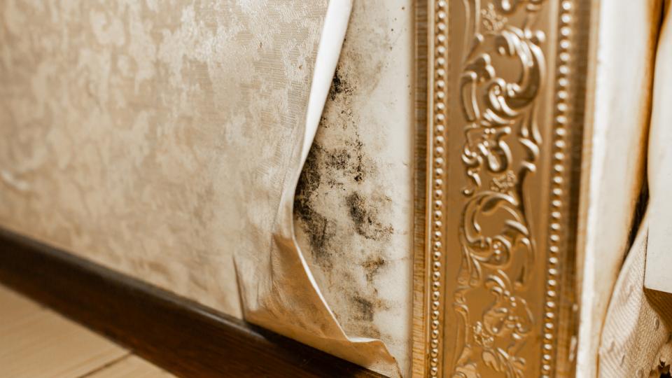 Hidden Mold Could Be Costing You More