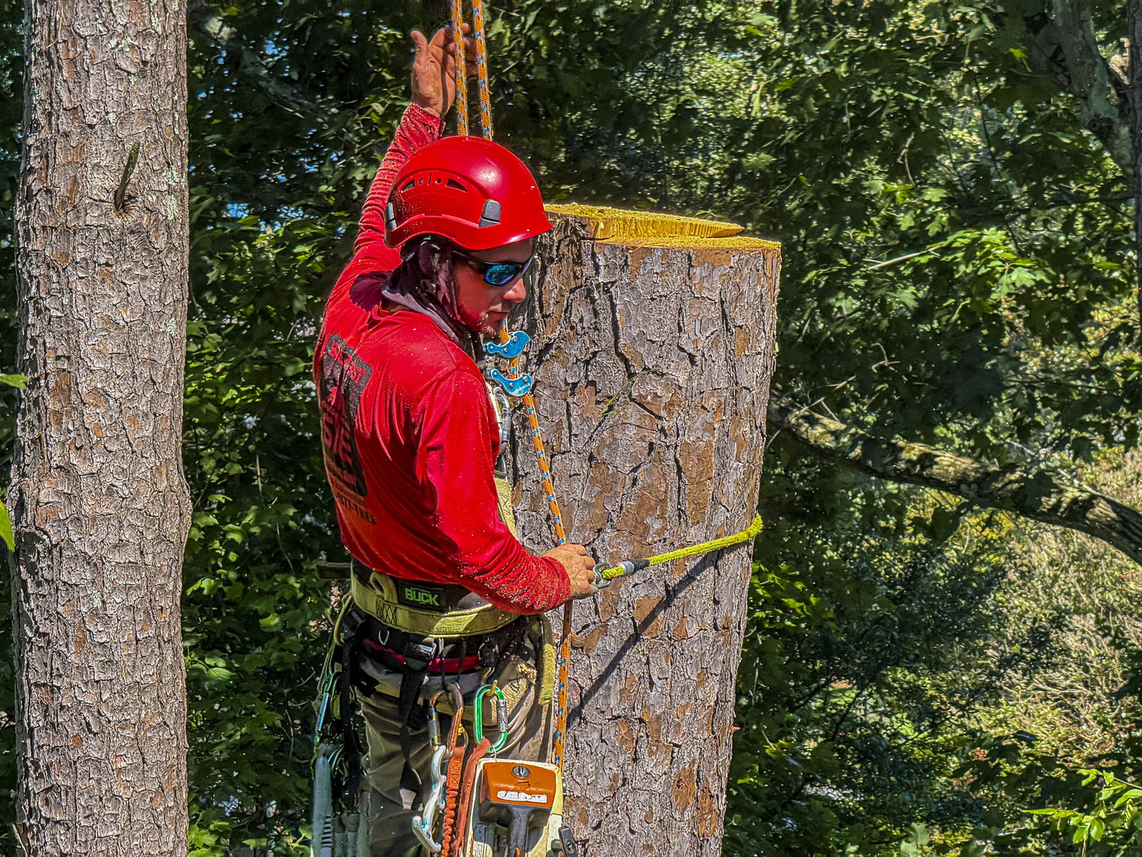 Southeast Tree photo