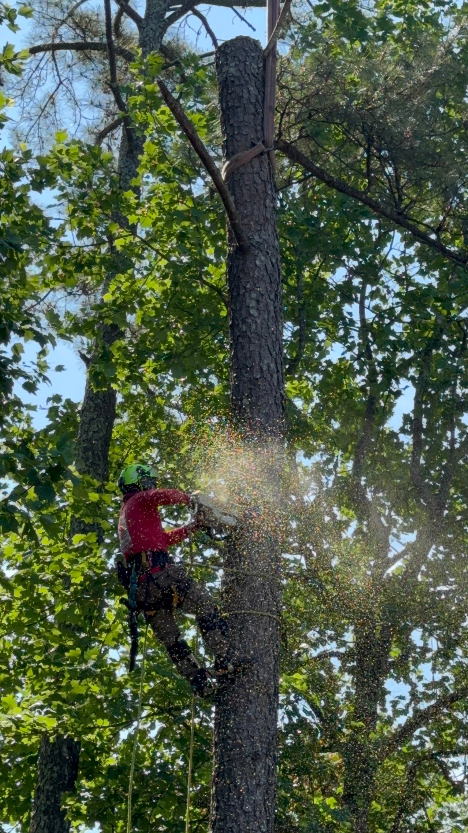Southeast Tree - Commercial photo