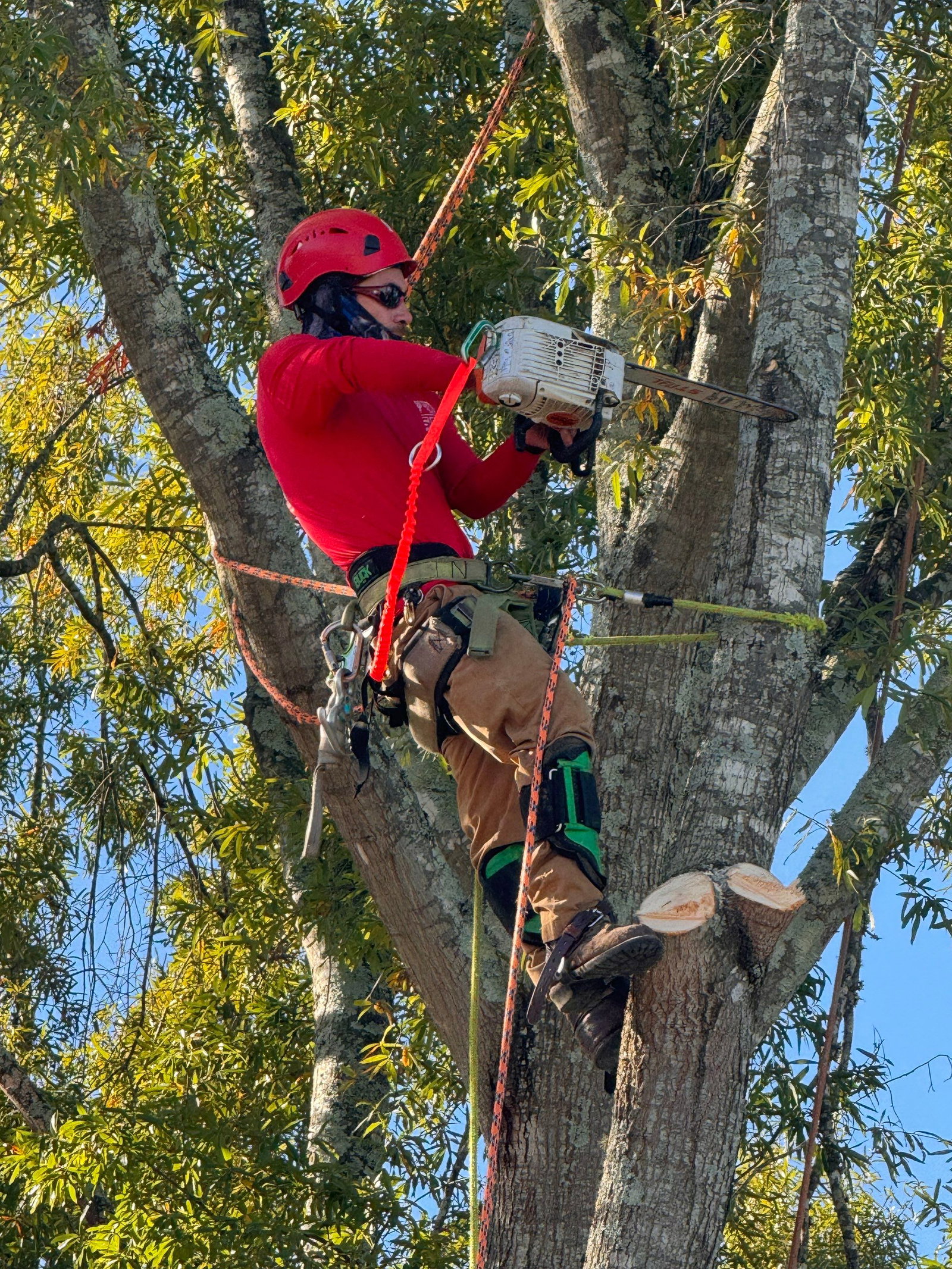 Southeast Tree photo