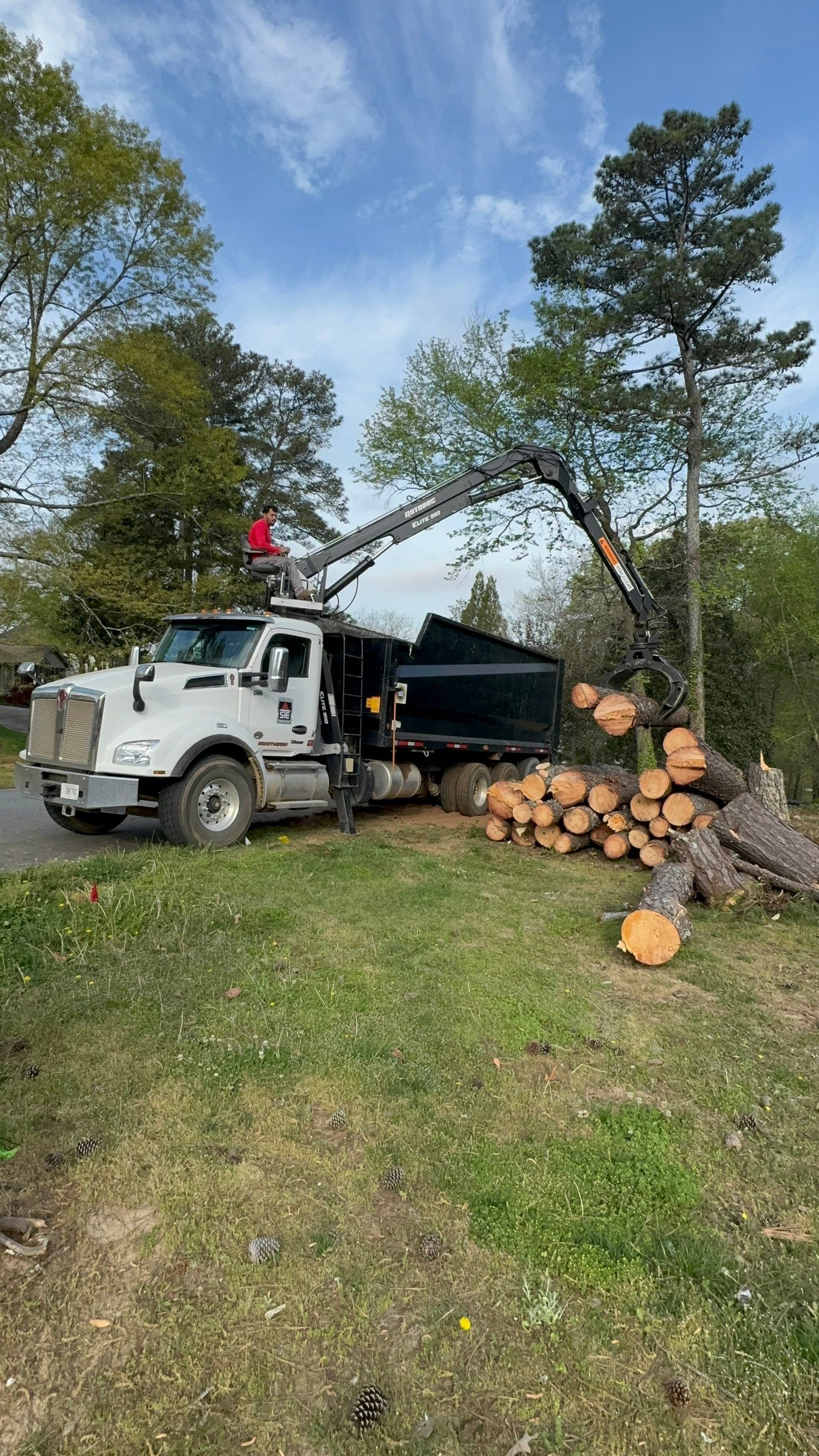 Southeast Tree - Commercial photo