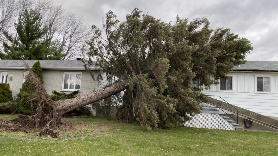 Tree Fell on Your House? Insurance and Cleanup Tips
