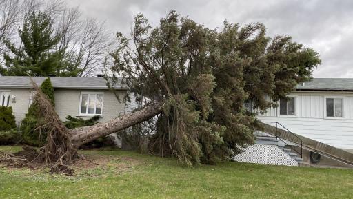 Tree Fell on Your House? Insurance and Cleanup Tips