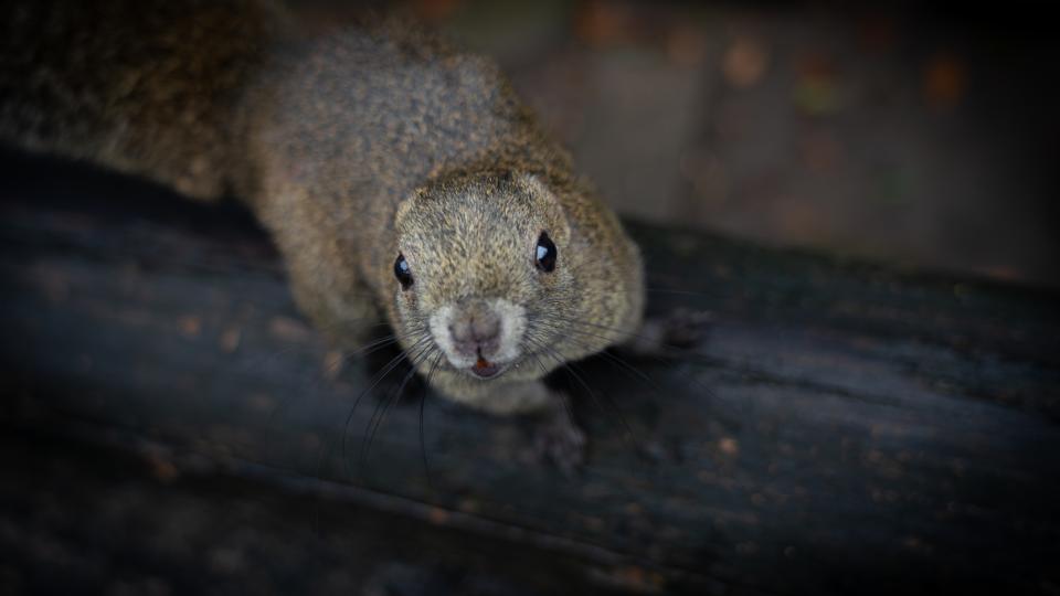 Noises in the Attic? It Could Be Wildlife