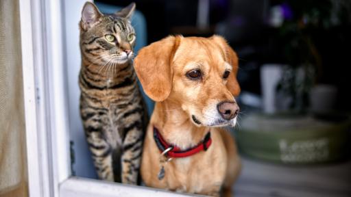 Smart Interior Remodels for Pet Owners