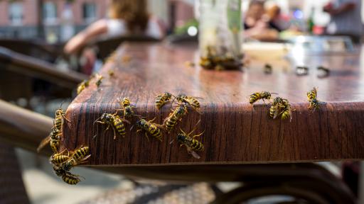 Summer Pests Homeowners Notice Too Late