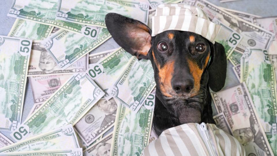Pet Scam Warning: Fake Rescues, Photos, and Prizes