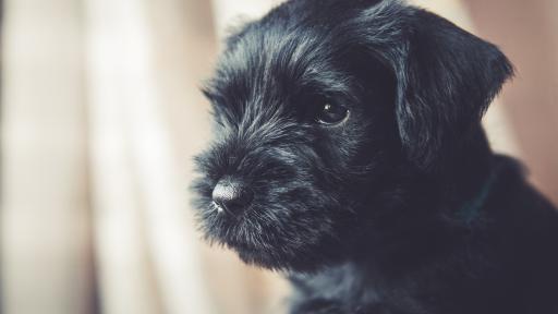 Puppy Leasing Exposed in TrustDALE's "Puppy Ploy"