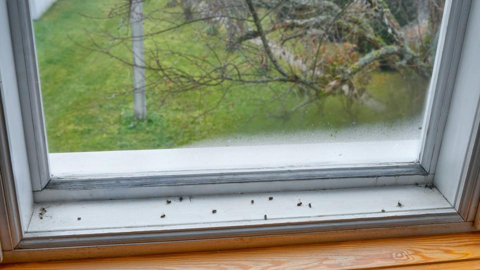 Tiny Bugs Around Windows: What They Are and How to Stop Them