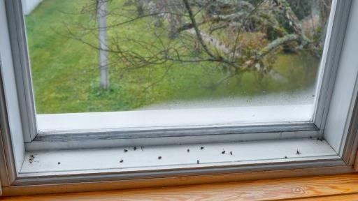 Tiny Bugs Around Windows: What They Are and How to Stop Them