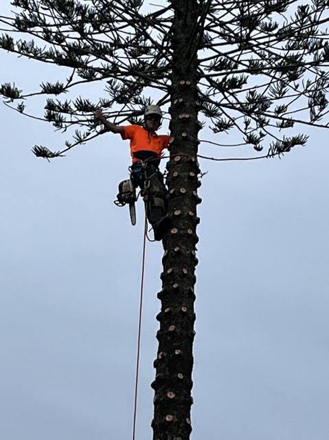 Northside Tree - Tree Removal photo