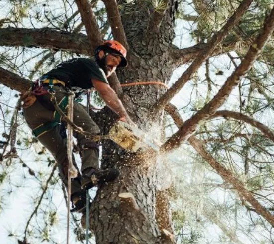 Top Tier Trees photo