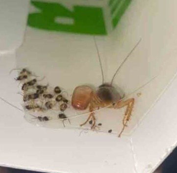 Zone Pest Solutions photo