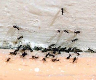 Zone Pest Solutions photo