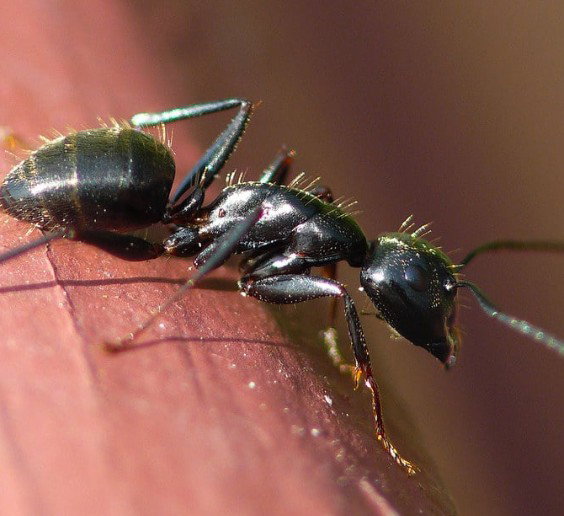 Zone Pest Solutions photo
