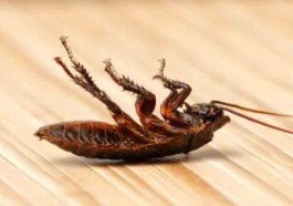 Zone Pest Solutions photo