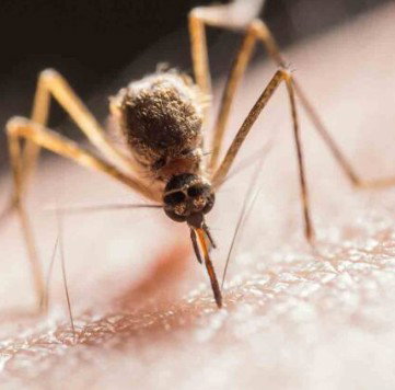 Zone Pest Solutions photo