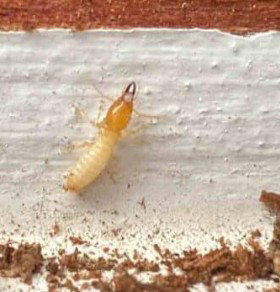 Zone Pest Solutions photo