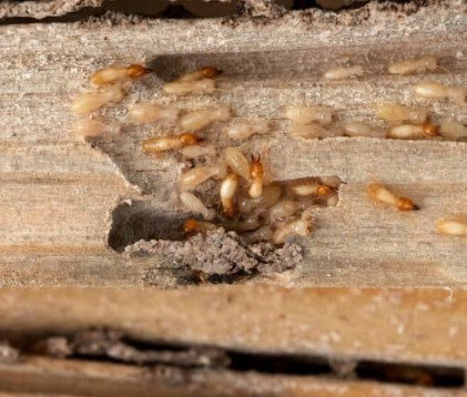 Zone Pest Solutions photo