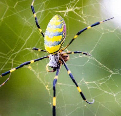 Zone Pest Solutions photo