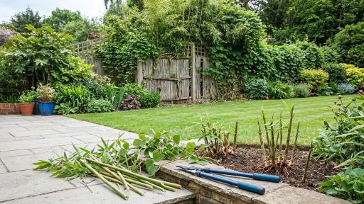 Battling Bamboo and Kudzu: Why Cutting Vines Isn't Enough