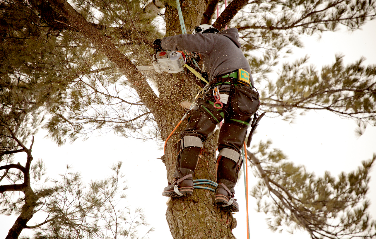 Hiring an Arborist is a key component for ongoing tree health and preservation.  Arborists can provide appropriate solutions for health and good structure along with necessary trimming methods